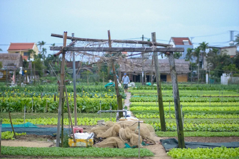 Khu ươm cây giống